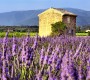 Provence: Na kole za levandul