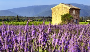 Provence: Na kole za levandul