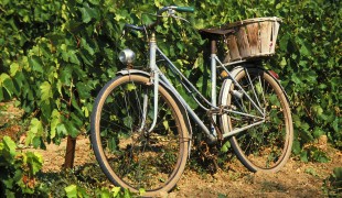 Provence: vno a oenoturistika - szka na jistotu