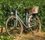Provence: víno a oenoturistika - sázka na jistotu